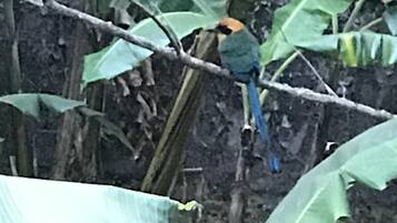 A bird perched on a branch surrounded by large green leaves.