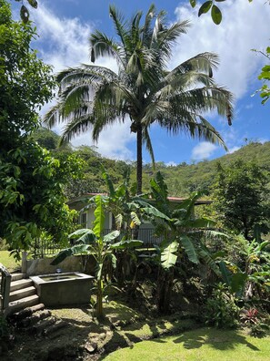 Property grounds - House and Birders retreat in El valle de Anton

      The Rufous motmot (Anton Valley)