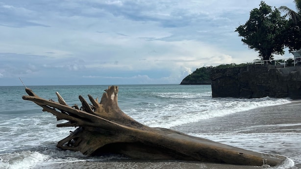 A large fallen tree trunk on a beach with waves crashing nearby and a rocky cliff in the background. -  Birders retreat in El valle de Anton

      The Rufous motmot (Anton Valley)
