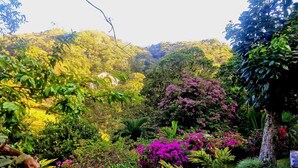 A lush garden with a variety of plants and flowers, a stone pathway, and a view of a hilly landscape in the background. -  Birders retreat in El valle de Anton

      The Rufous motmot (Anton Valley)