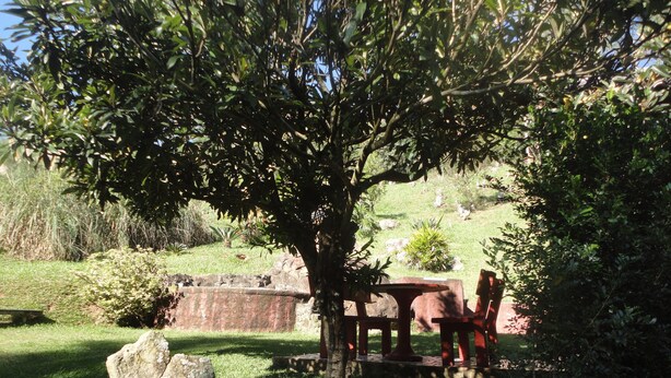 Un banco de piedra bajo un árbol en un espacio cubierto de césped, con un muro de piedra al fondo.