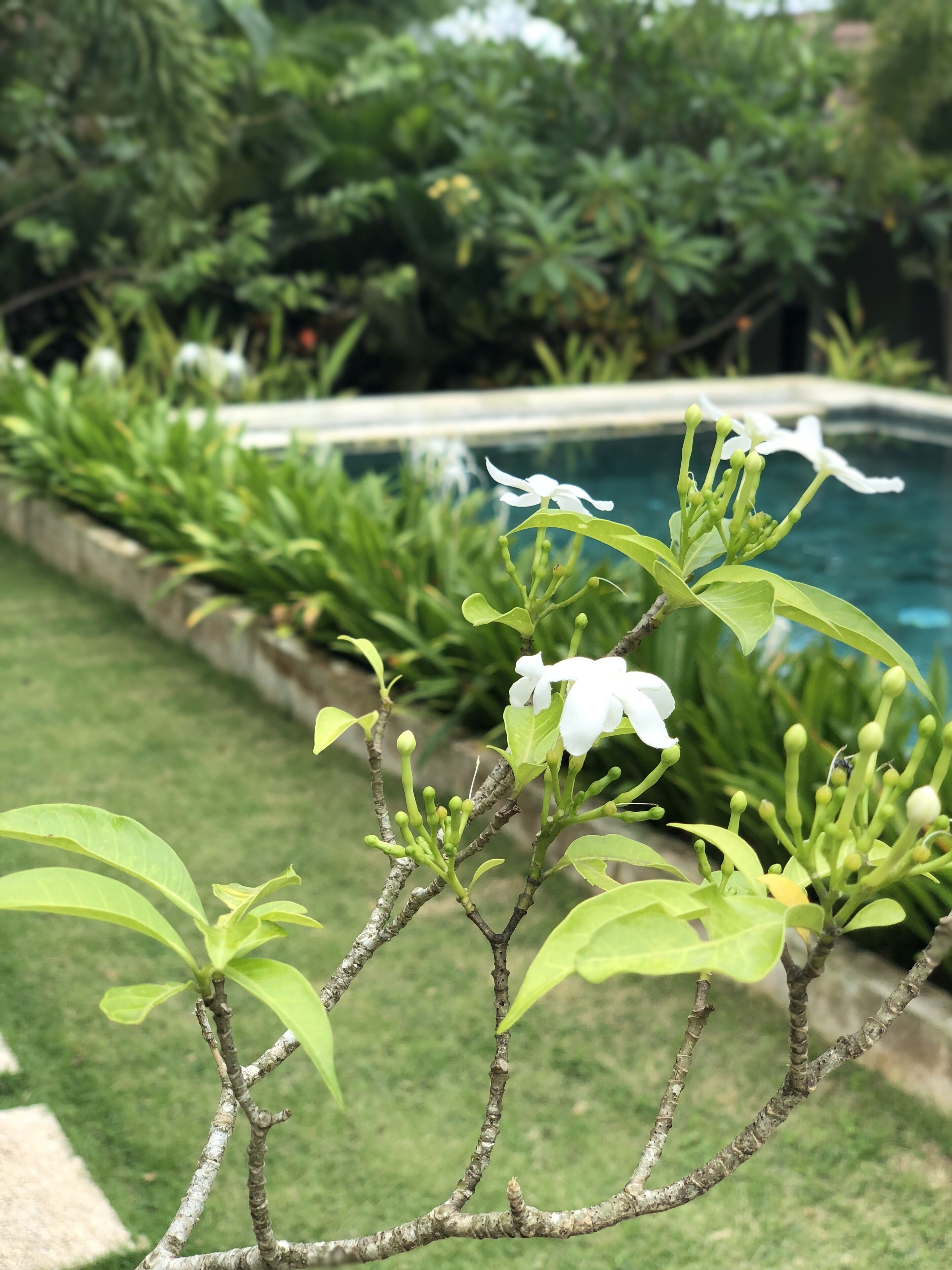 A garden with a pool, lush greenery, and flowering plants.