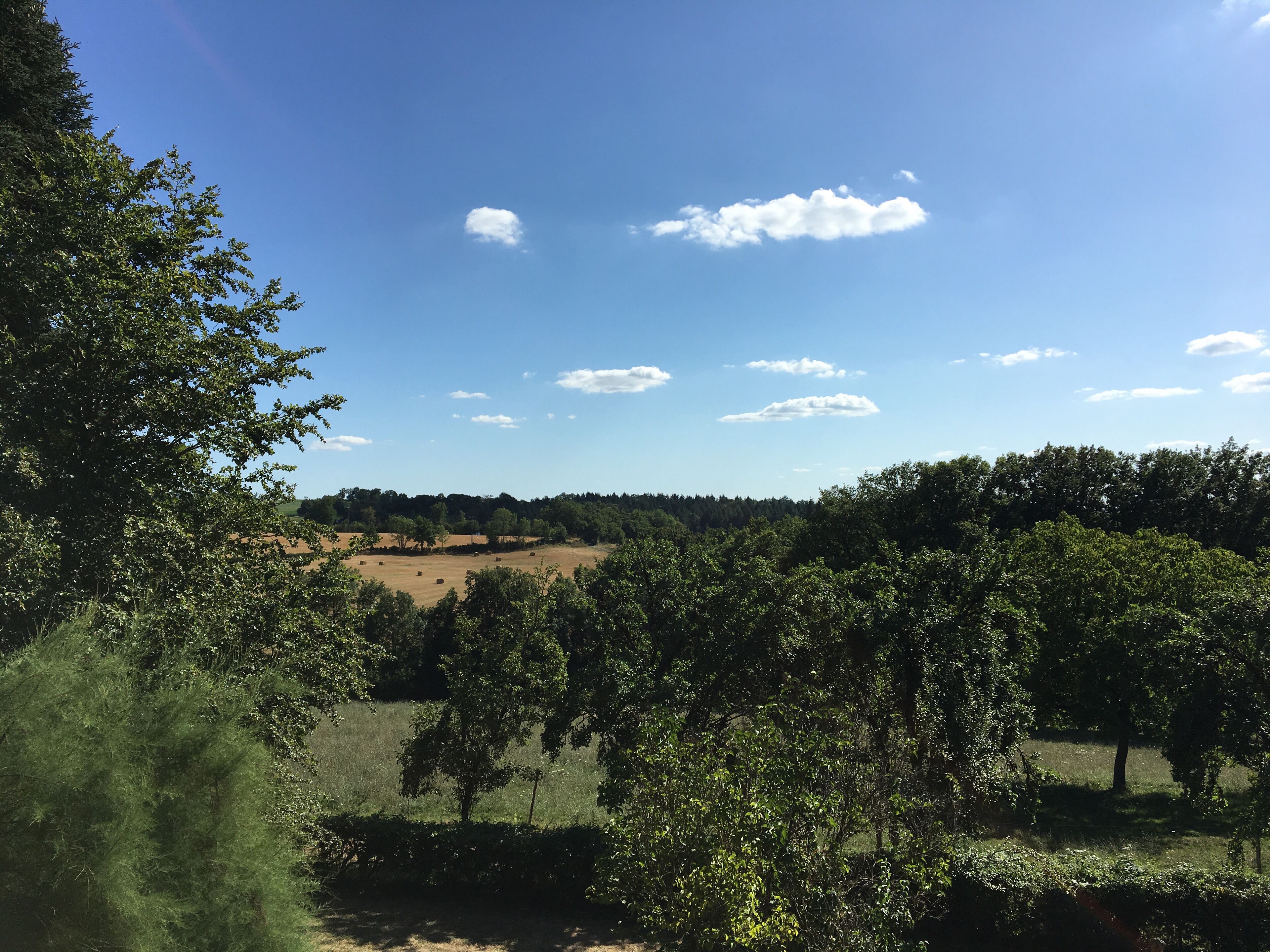 Een landschap met heldere lucht, bomen en een veld.