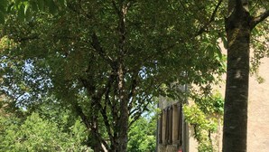 Un espace de restauration en plein air, avec une table recouverte d’une nappe à motifs floraux, entourée de chaises bleues, le tout se fondant dans un décor composé d’arbres et d’un bâtiment.
