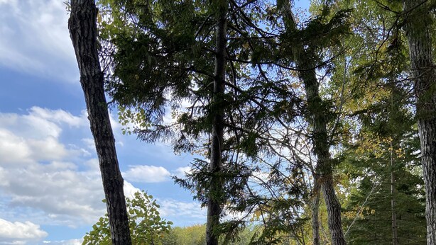 A lakeside view with two wooden chairs and a table, surrounded by trees and a forested area. - Seal Point Waterfront Cottage (Lamoine)