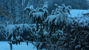 Un arbre recouvert de neige dans un quartier résidentiel.