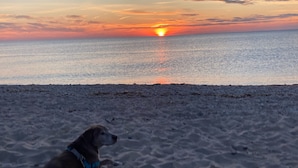 Une plage avec un chien et un coucher de soleil en arrière-plan.