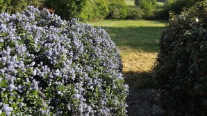 Un jardin avec un feuillage dense d’un violet profond et, au fond, un champ d’herbe.