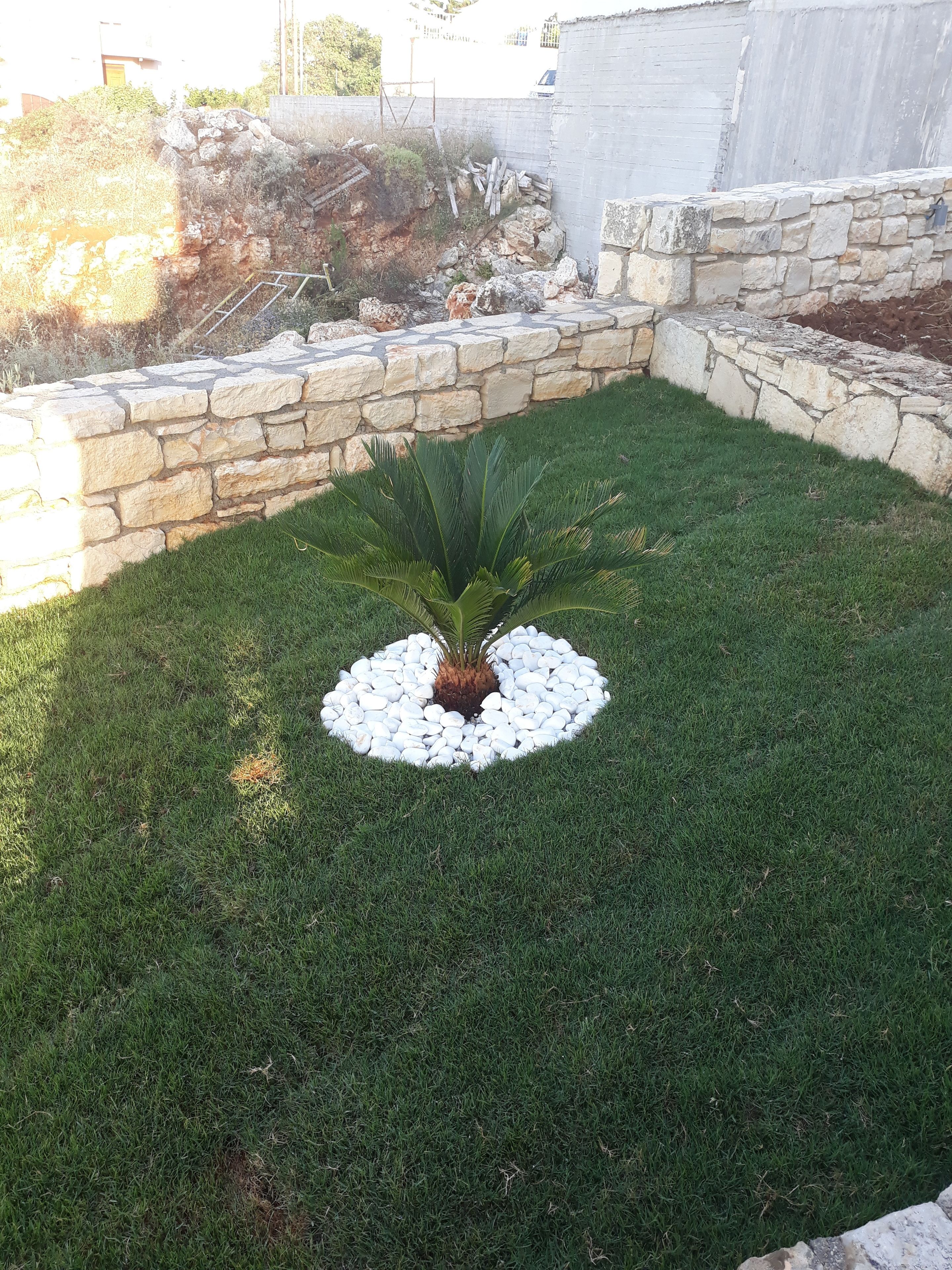 Un jardin aménagé avec une plante centrale ressemblant à un palmier, entourée de petits galets blancs et d’herbe verte.