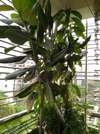 Garden. Sabrina's Home - Hostel