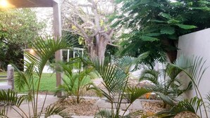 Un jardín con palmeras, un sendero y un gran árbol al fondo.