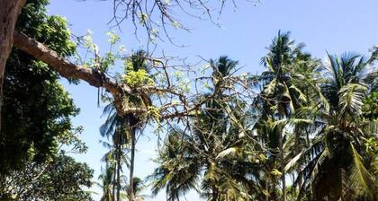 Baobab Beach House Bed & Breakfast