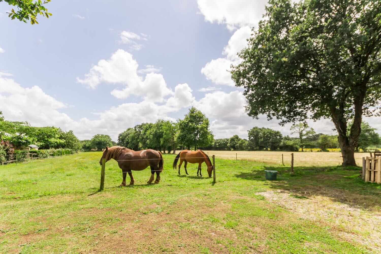 A grassy field with two horses grazing, surrounded by trees and a fence.