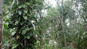 Un sentiero boschivo con fitta vegetazione e alberi.