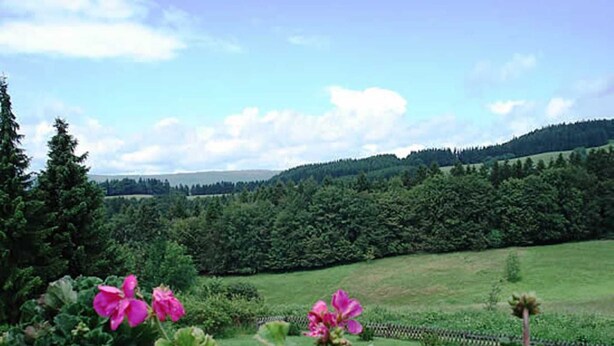 Blick auf ein grünes Feld mit einem Zaun und Bäumen im Hintergrund.