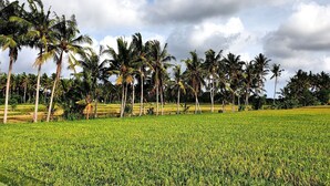 Ein Feld mit Feldfrüchten, im Hintergrund Palmen.