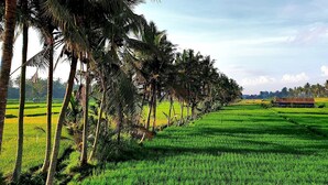 Ländliche Landschaft mit Palmenreihen und grünen Feldern.