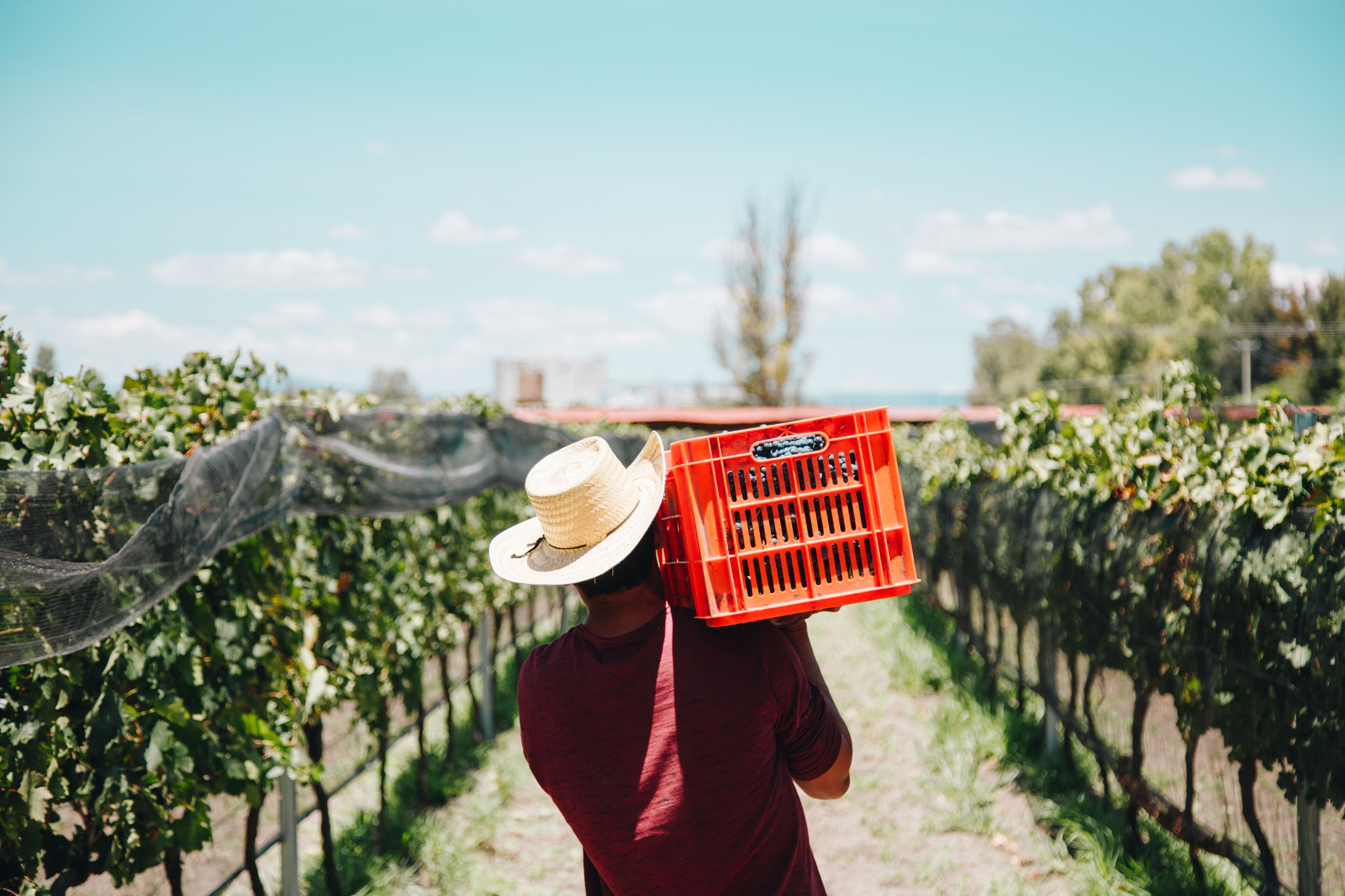 A person carrying a red crate in a vineyard.