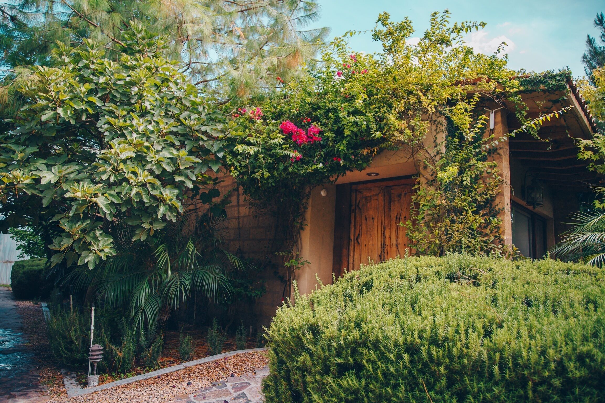 Un jardin luxuriant avec une porte en bois, entouré d’un feuillage dense et d’une grande variété de plantes.