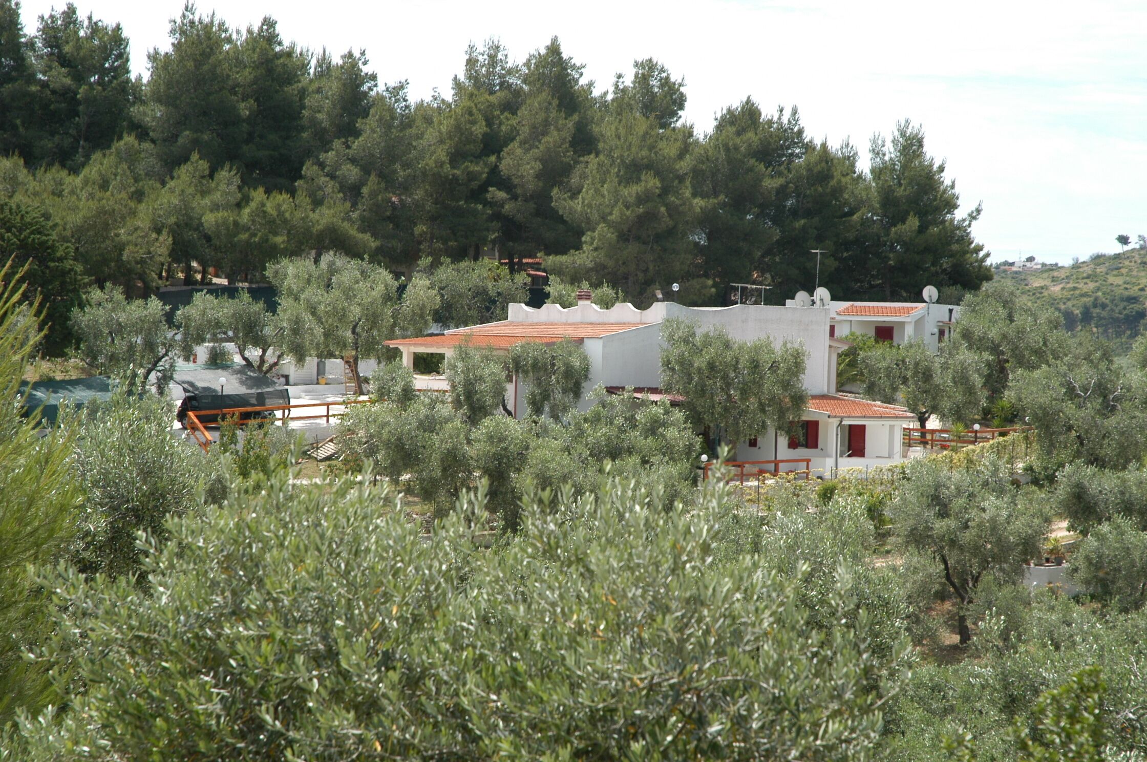 A residential area with houses surrounded by olive trees.