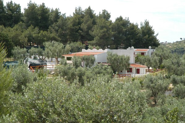 A residential area with houses surrounded by olive trees.