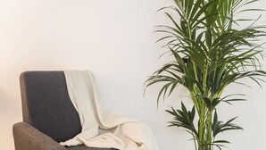 Een kamer met een grijze fauteuil, een potplant, een kleurrijk vloerkleed en een houten hertenhoofd aan de muur.