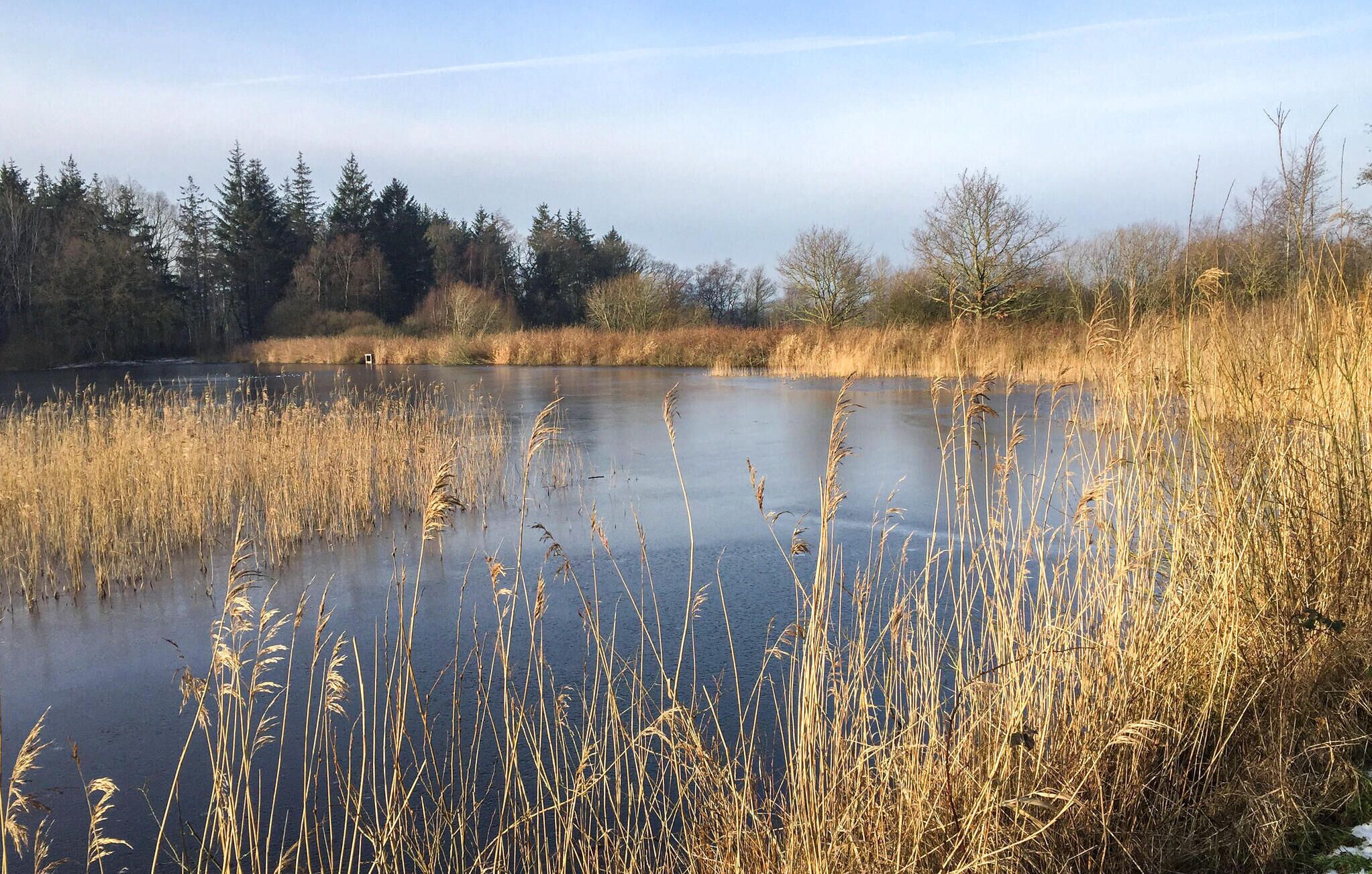 A natural landscape with a body of water surrounded by tall reeds and trees.