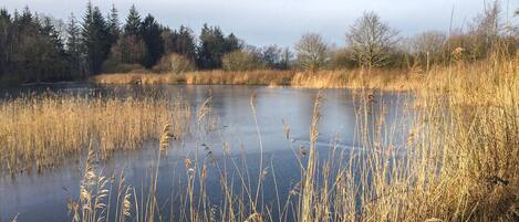 A natural landscape with a body of water surrounded by tall reeds and trees.