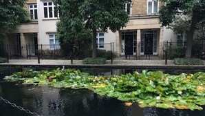 A tranquil pond with lily pads surrounded by a chain-link fence, with a building featuring multiple windows and doors in the background. - King Size Bed in Large Room Kew Riverside Apartment  (Richmond)