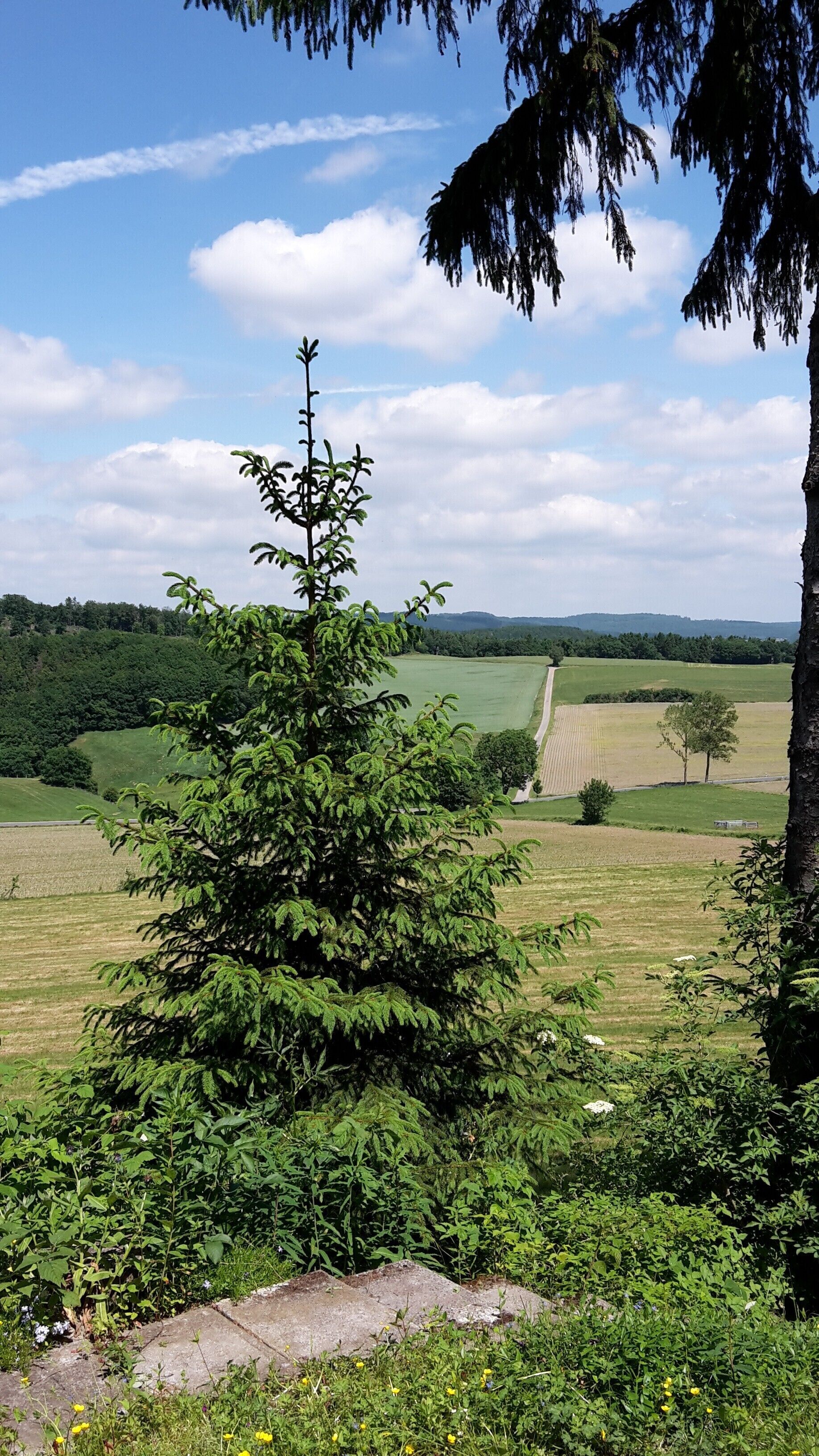 Un paysage rural avec un ciel dégagé, un arbre au premier plan et un champ en arrière-plan.