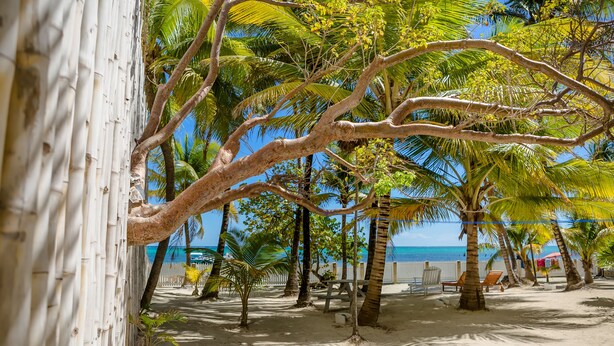 A beach with palm trees, a sandy area, and a white fence. - Comfortable Villa with sea view  (San Pedro)