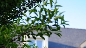 Une maison d’habitation avec un jardin bien entretenu, une fenêtre bien visible et un ciel dégagé.