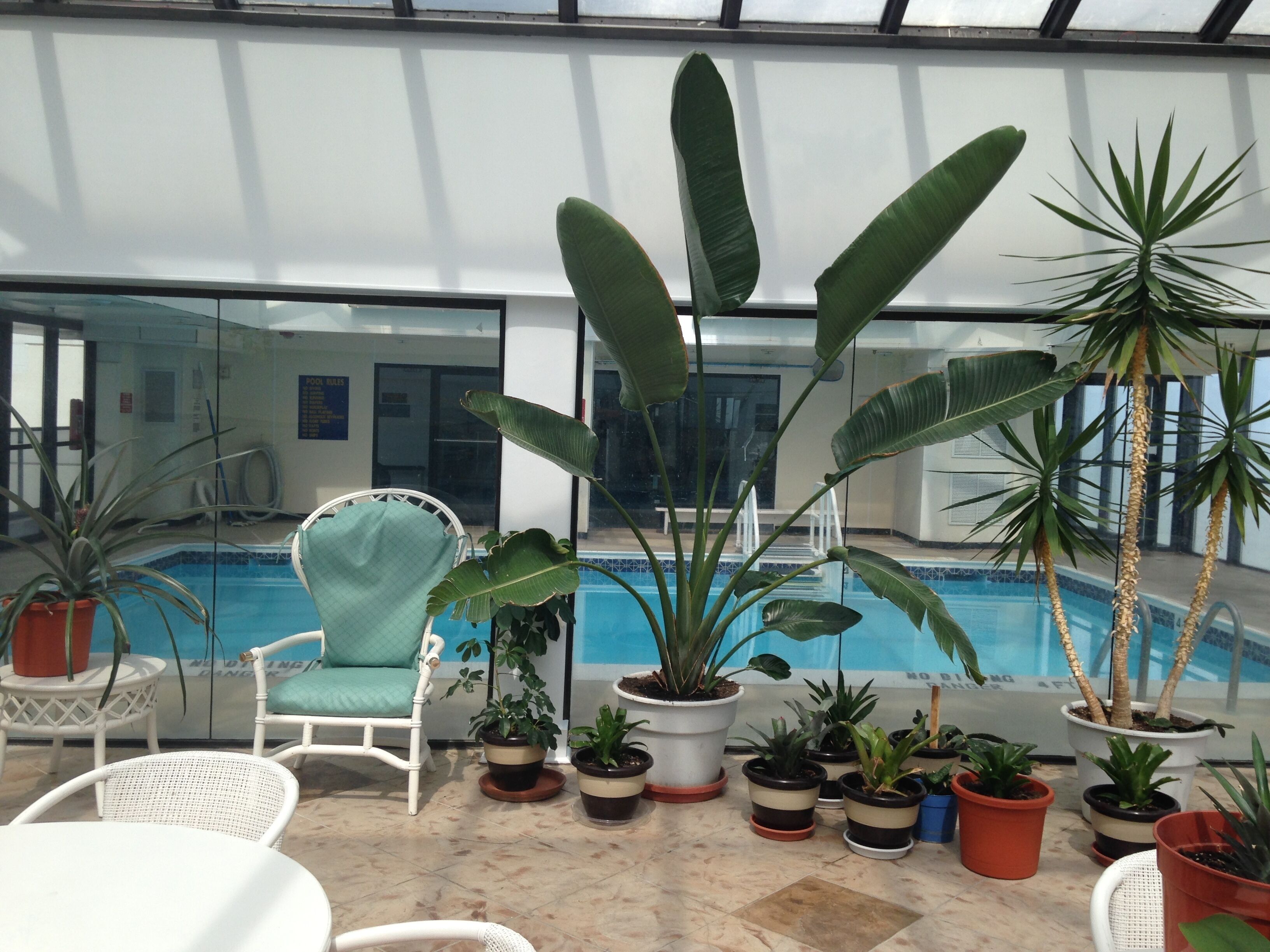 A poolside area with a chair, potted plants, and a pool.