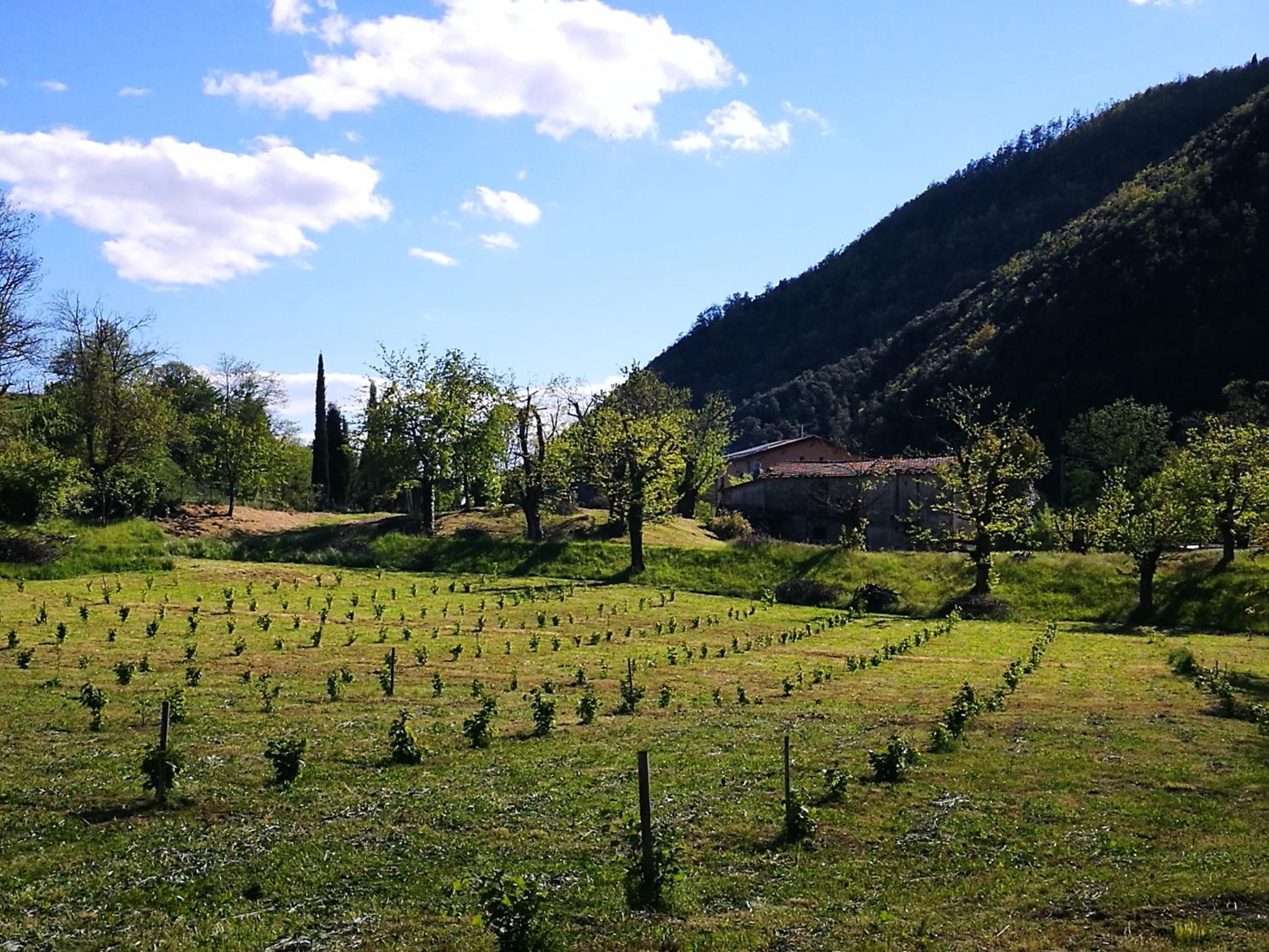 A vineyard with rows of grapevines, a building in the background, and a hilly landscape.