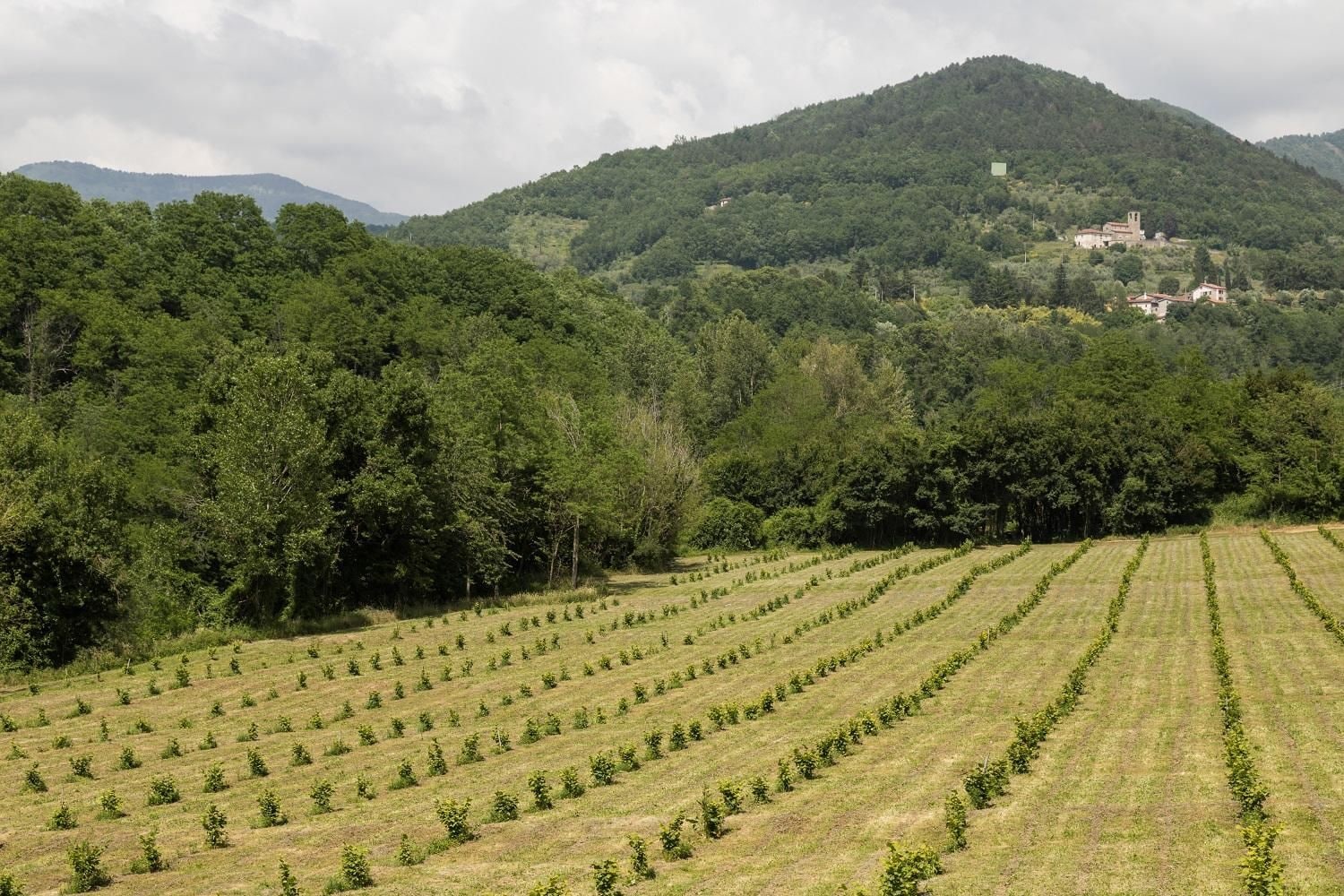 Ein Weinberg mit Rebenreihen und ein Berg mit einer Kirche im Hintergrund.
