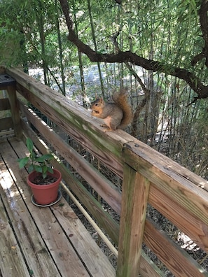 Property grounds - Treehouse, walk to downtown, SoCo, ACL, SxSW. 2nd story apt. Amongst the oaks. (Austin)