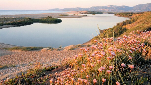 A serene lakeside view with a sandy beach and pink flowers in the foreground.