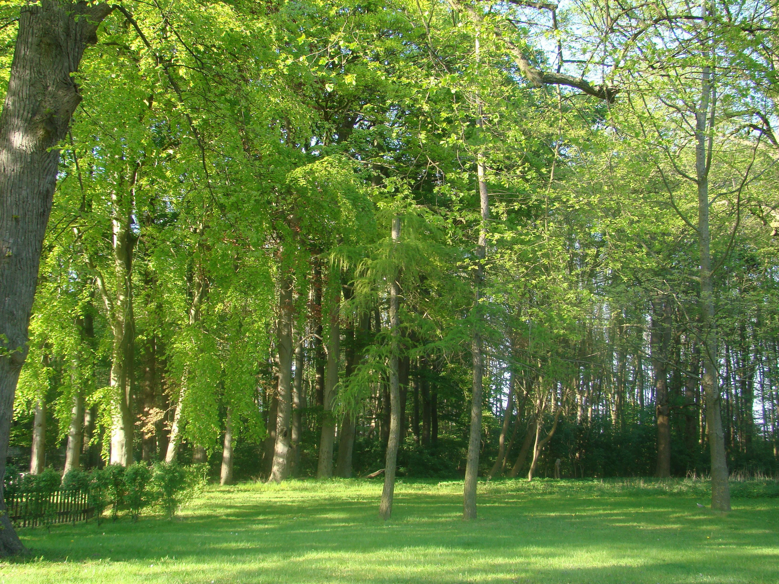 A dense forest with tall trees and a grassy clearing.
