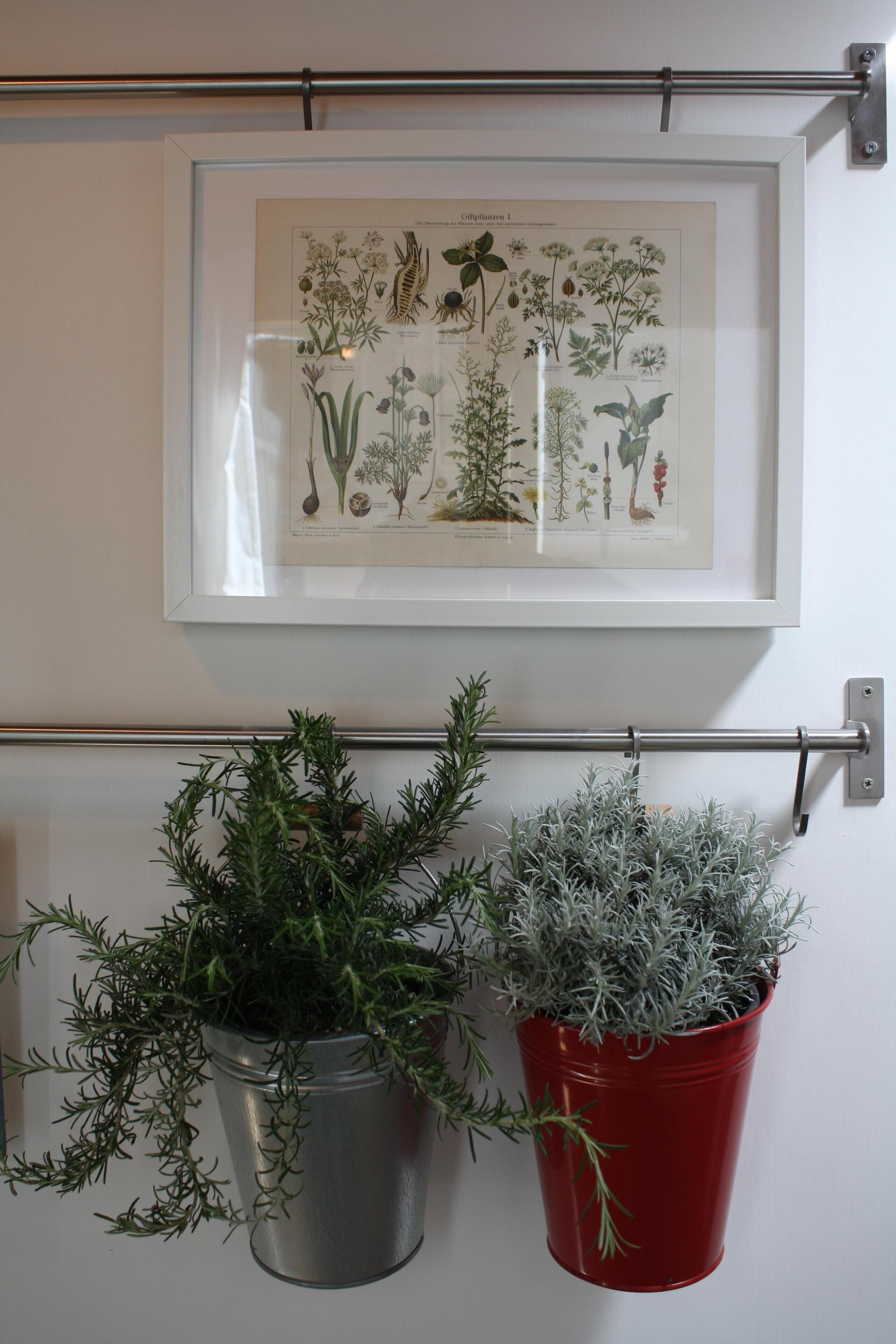A framed botanical illustration on a wall, two potted plants hanging below, and a metal rod.