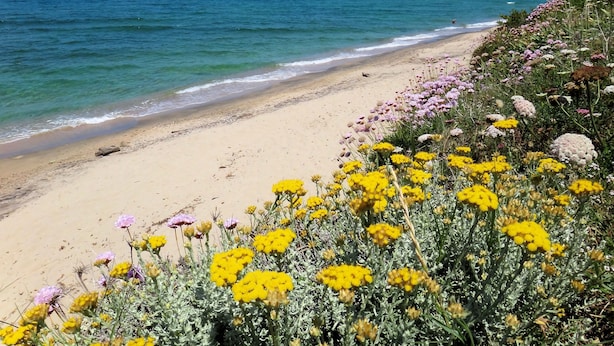 Una playa con flores amarillas y vistas al océano.