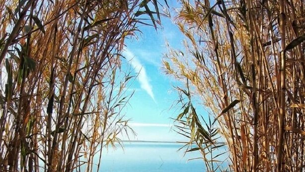 A beach scene framed by tall grasses with a calm sea and a clear sky.