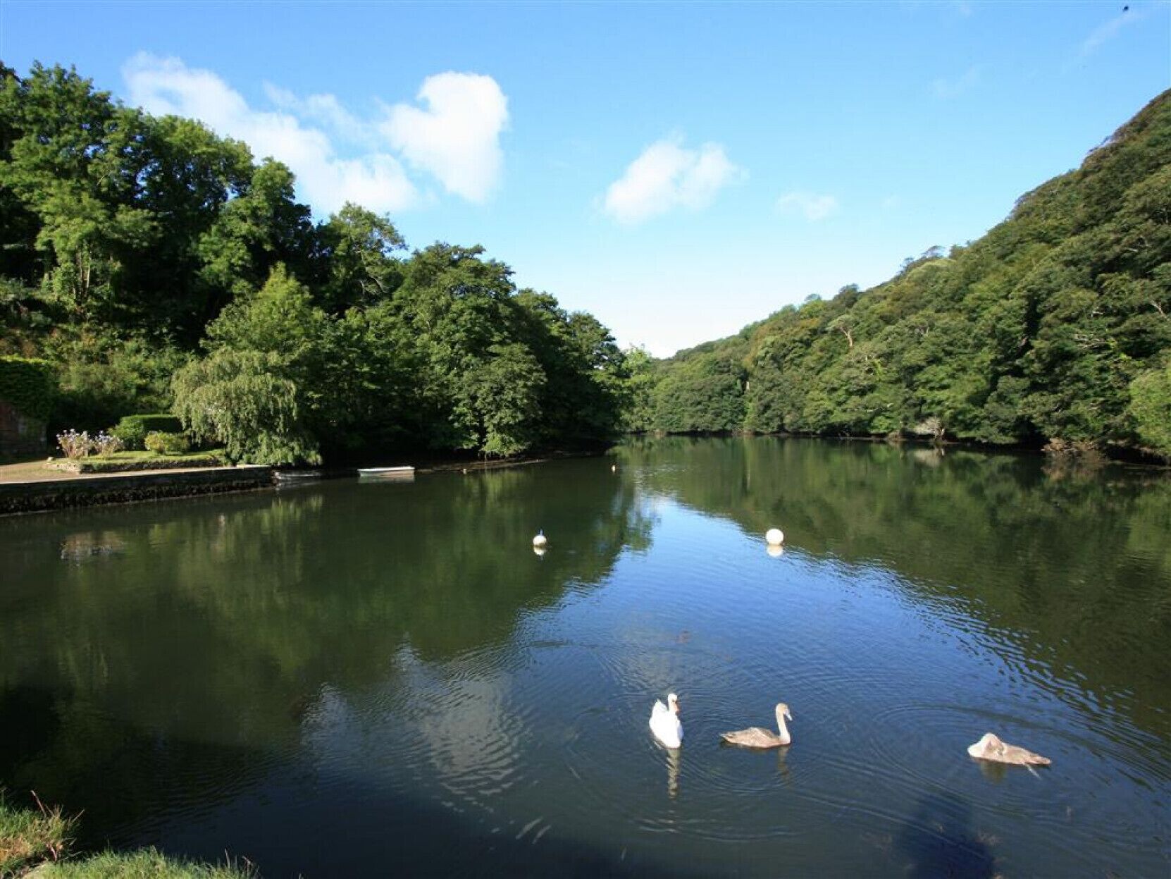 Um rio calmo com cisnes nadando, rodeado por vegetação exuberante e árvores.