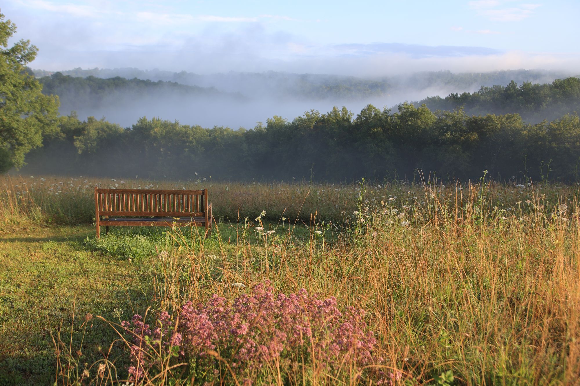 Un banc de fusta en un camp d'herba alta i flors silvestres, envoltat d'una zona boscosa i boira.