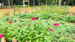 A garden with various plants and flowers, a wooden fence, and a playground structure in the background. - Lunas Flat  145 :Spotless, Sweet, Cozy & Comfy. Just renovated. (Aiken)