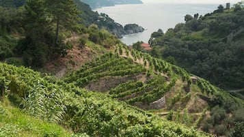 A vineyard with terraced rows of grapevines overlooking a coastal landscape.