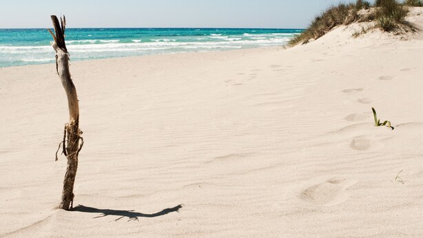 A beach with a single tree, footprints, and dunes. - Beachfront apartment in Residence Rosa Virginia Pool (Gallipoli)