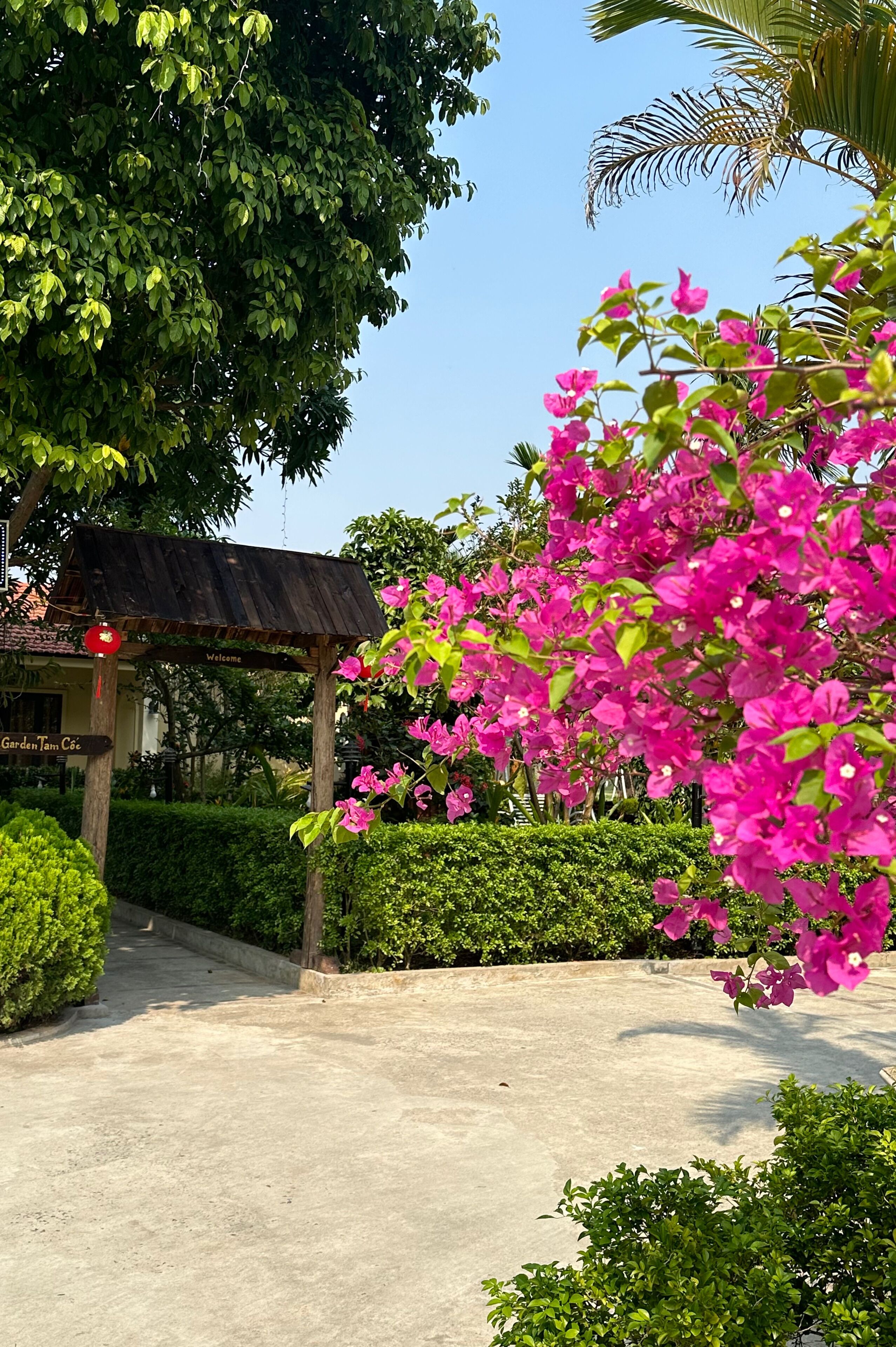 A garden entrance with a wooden pergola, lush greenery, and vibrant pink bougainvillea flowers.