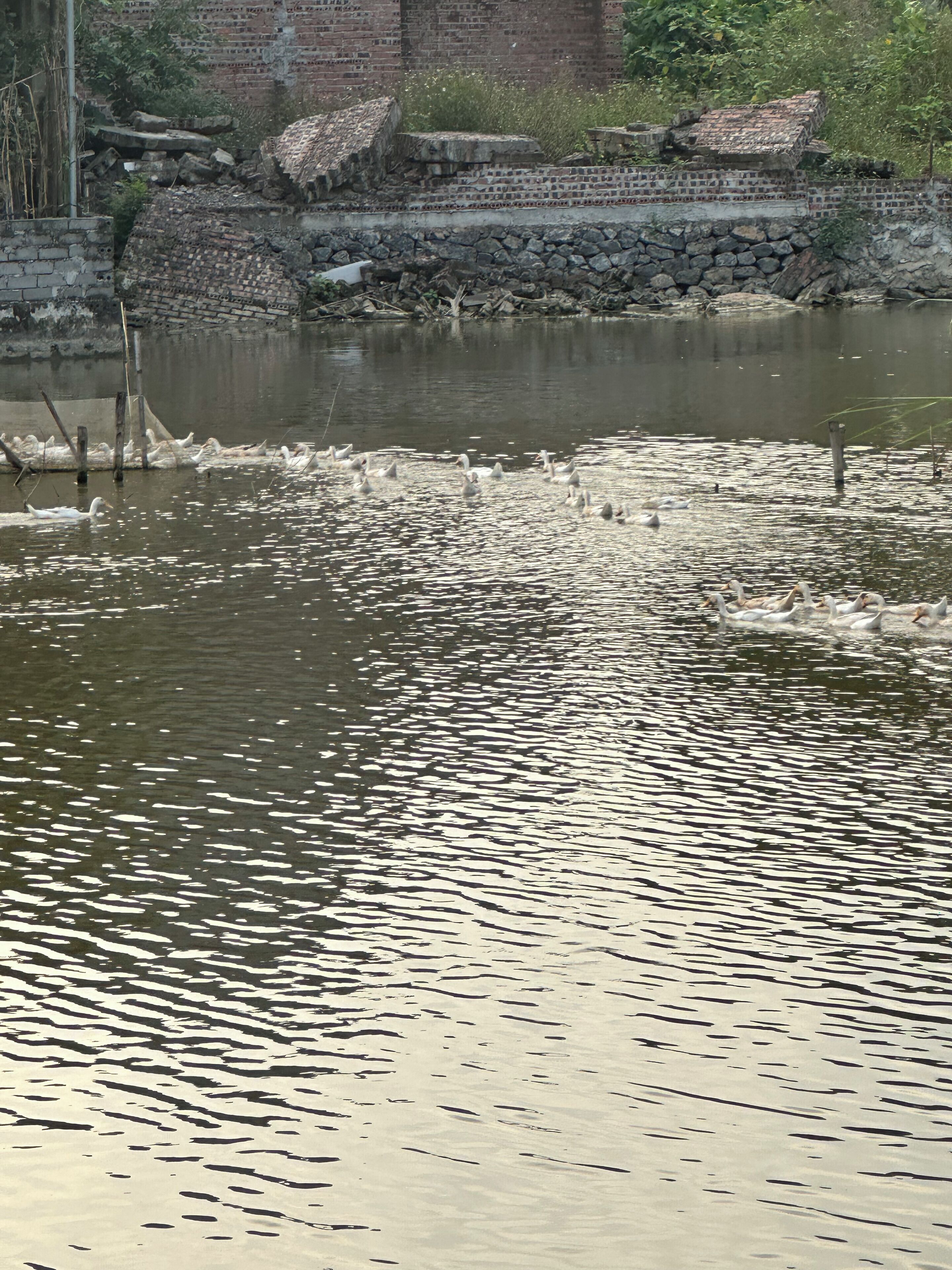 A calm water body with ducks swimming, surrounded by a stone wall and some vegetation.