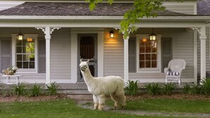 Une maison blanche avec un porche, un lama blanc et une chaise en osier.