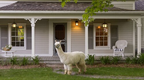 Farm Cottage on Alpaca Farm in Prince Edward County - Alpaca, Horses & more!